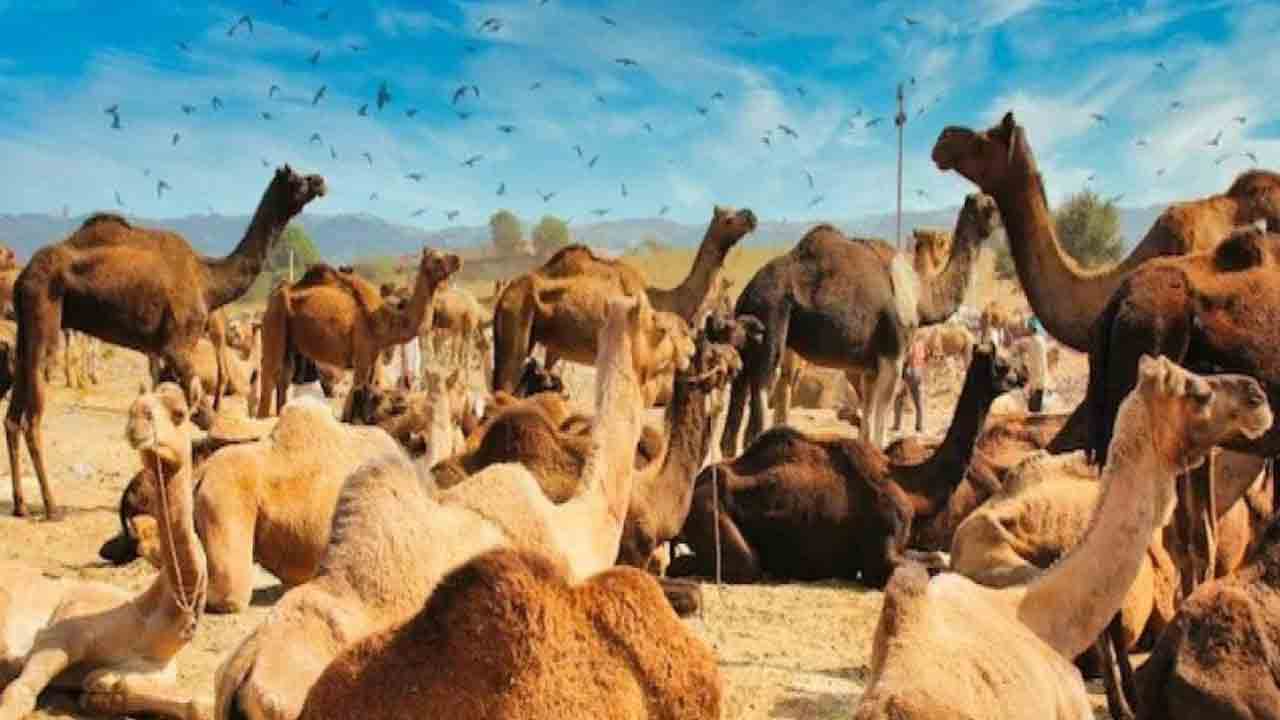 Gujarat | గుజరాత్‌లో కలుషిత నీళ్లు తాగి 25 ఒంటెలు మృతి