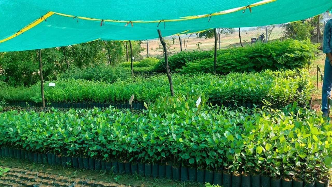 హరిత సన్నద్ధం