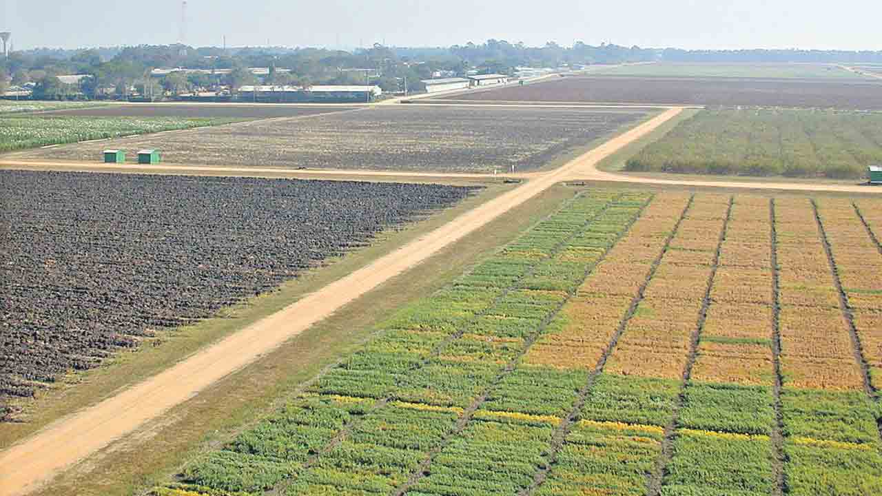 అంటుకట్టే విధానంతో తొలగనున్న చీడపీడల ఇబ్బందులు