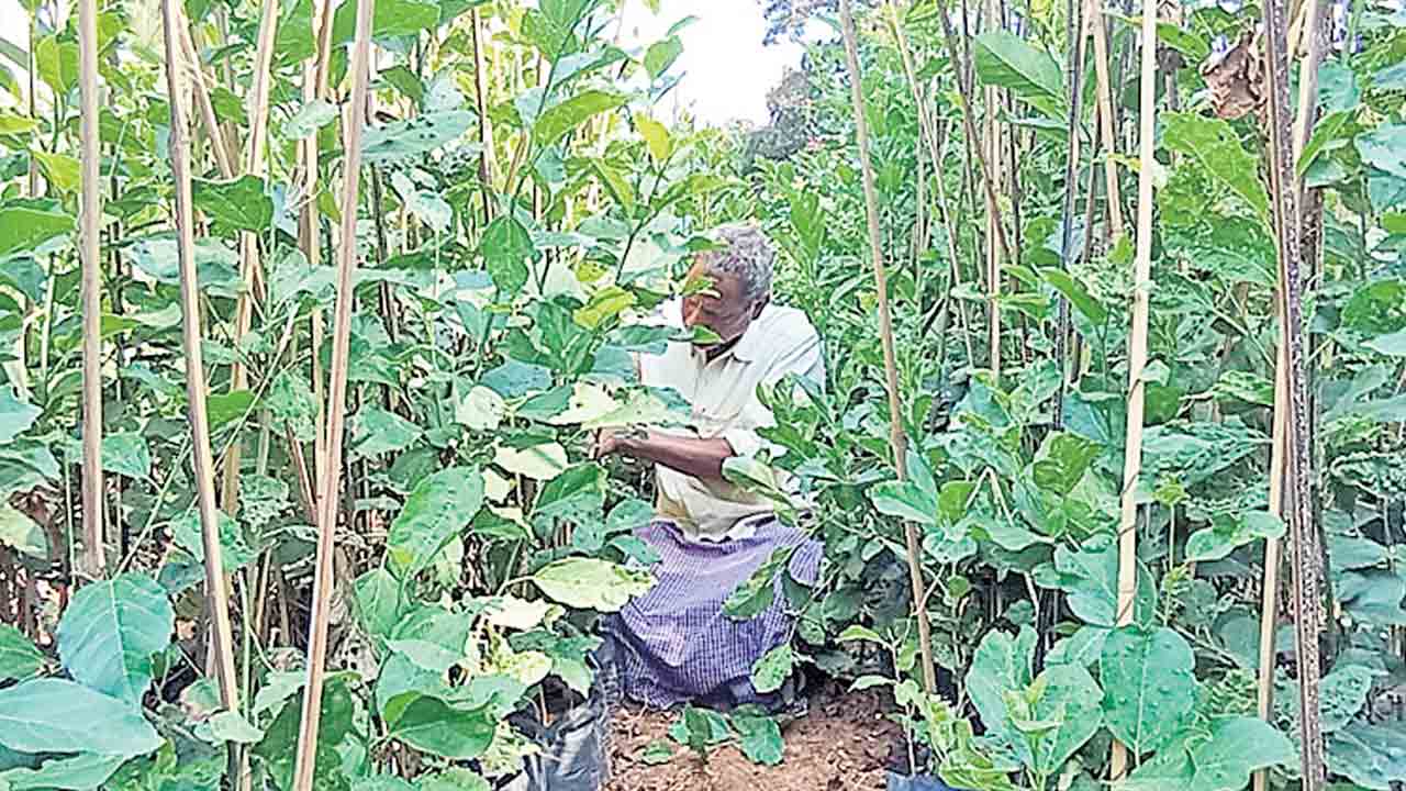 హరితహారానికి అటవీశాఖ సిద్ధం