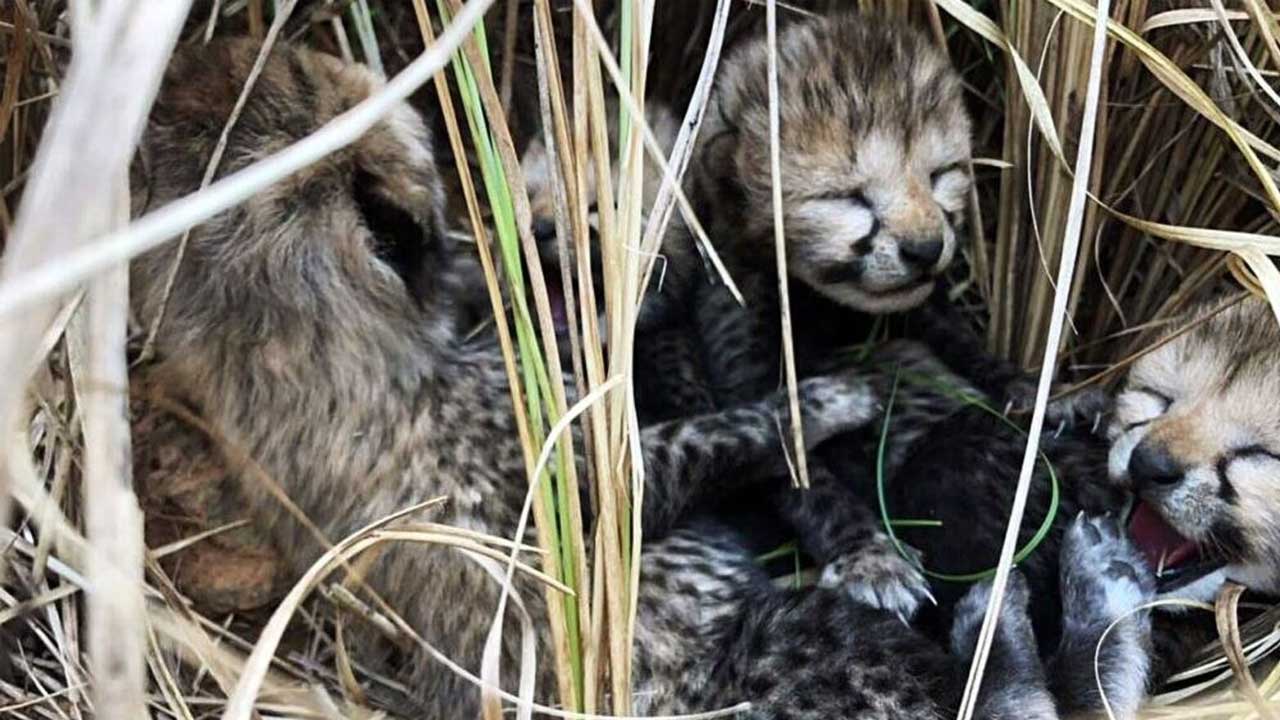 Kuno National Park | కునో నేషనల్‌ పార్క్‌లో మరో రెండు చిరుత పిల్లలు మృతి..