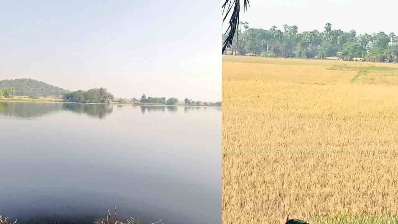 పెద్ద చెరువు జలహసం