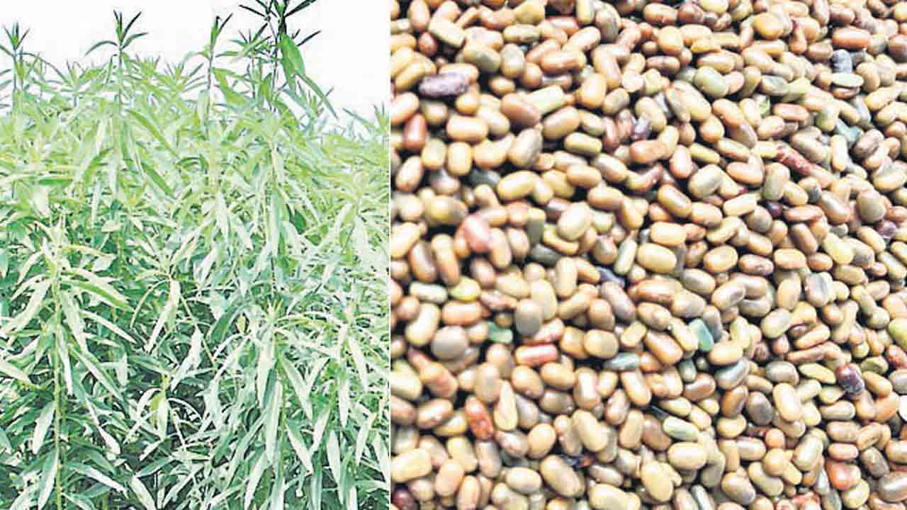 పంపిణీకి పచ్చిరొట్ట