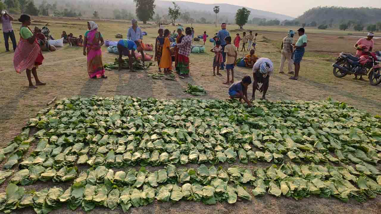 గిరిజనులకు తునికాకు బోనస్