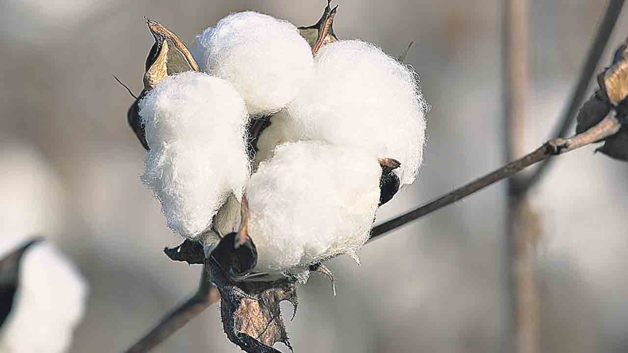 మహారాష్ట్ర పత్తి రైతుల గోస