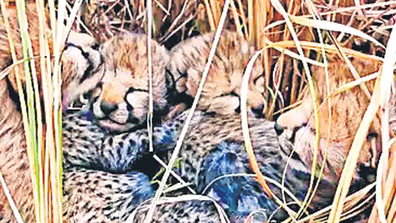 కునో పార్కులో చీతా కూన మృతి