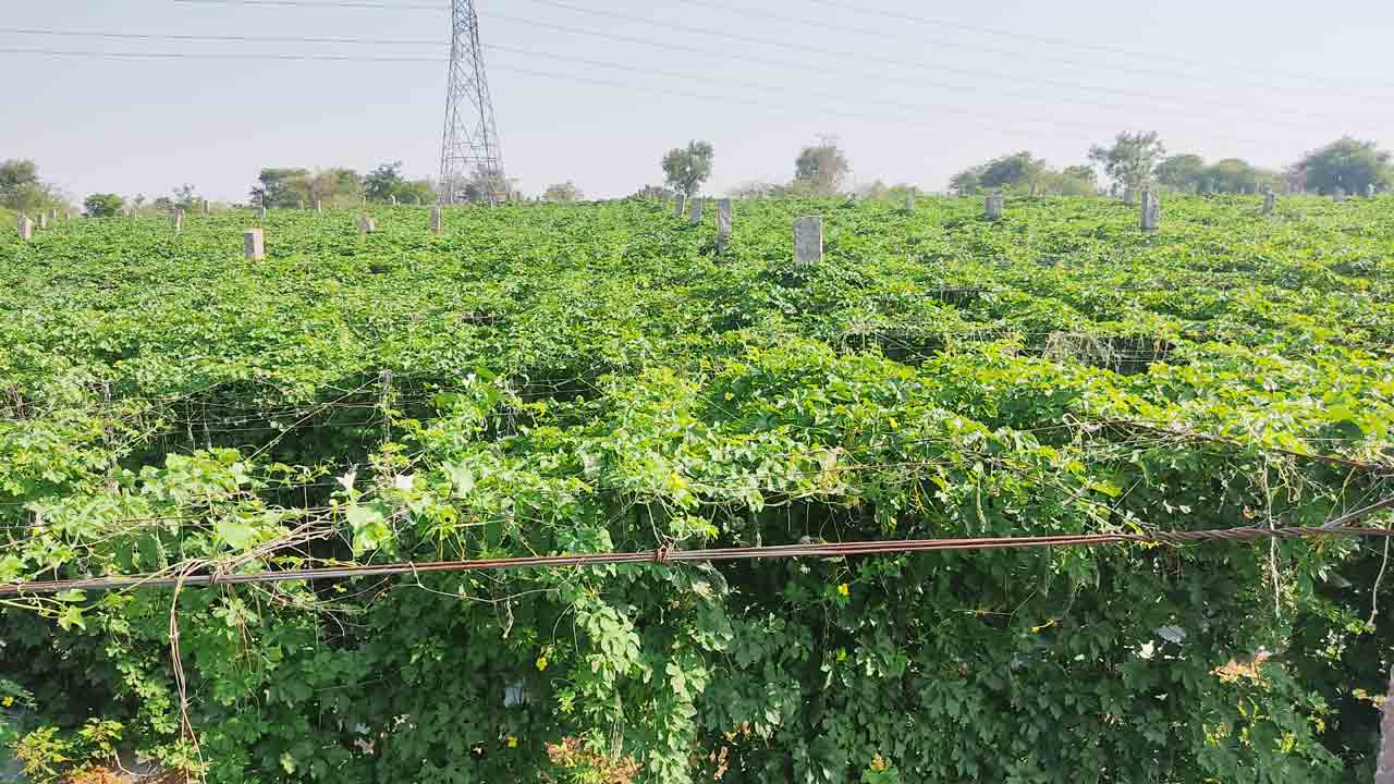 తీగజాతి కూరగాయలతో అధిక దిగుబడి