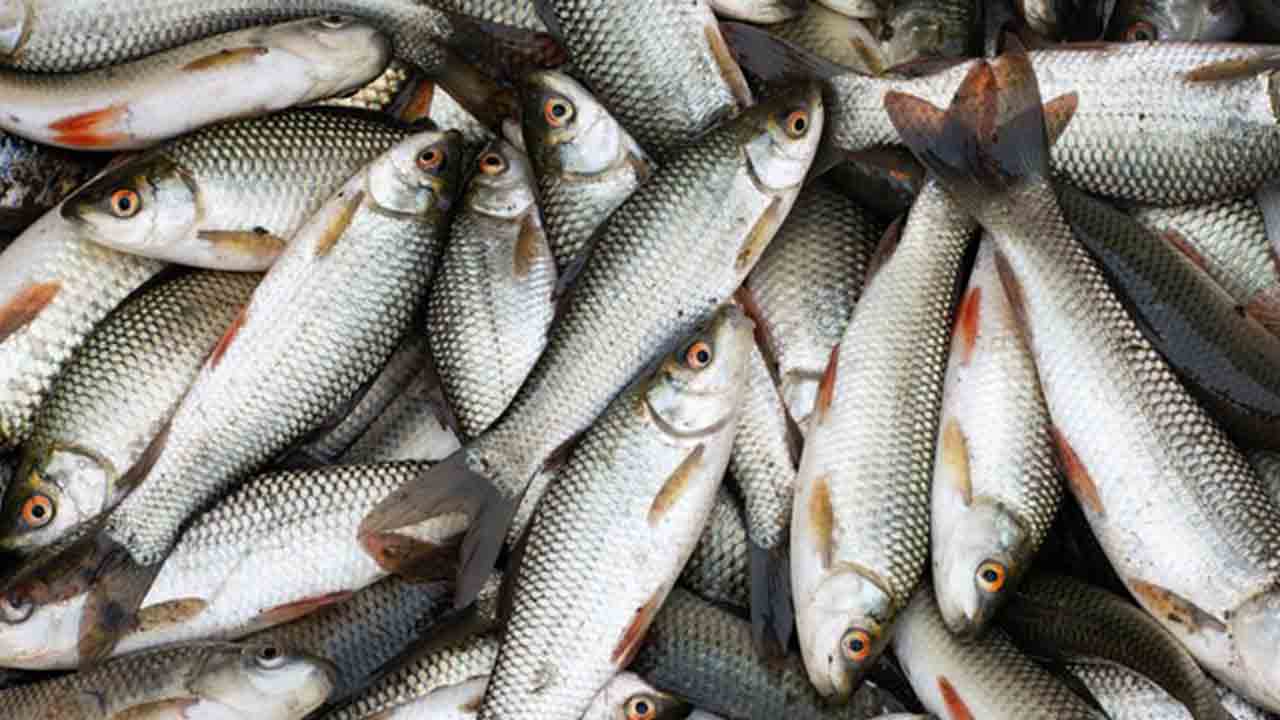 మత్స్య సంబురం