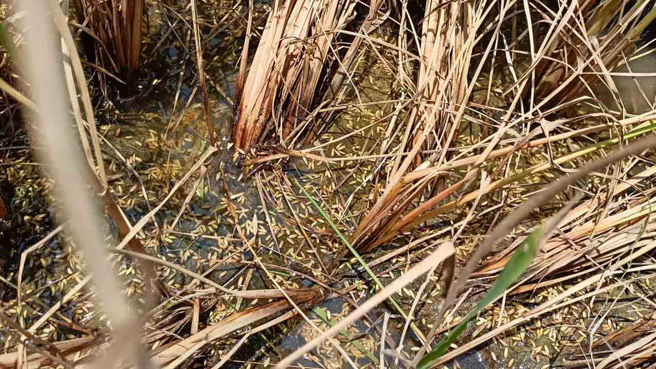 వీడని వర్షం తీరని నష్టం