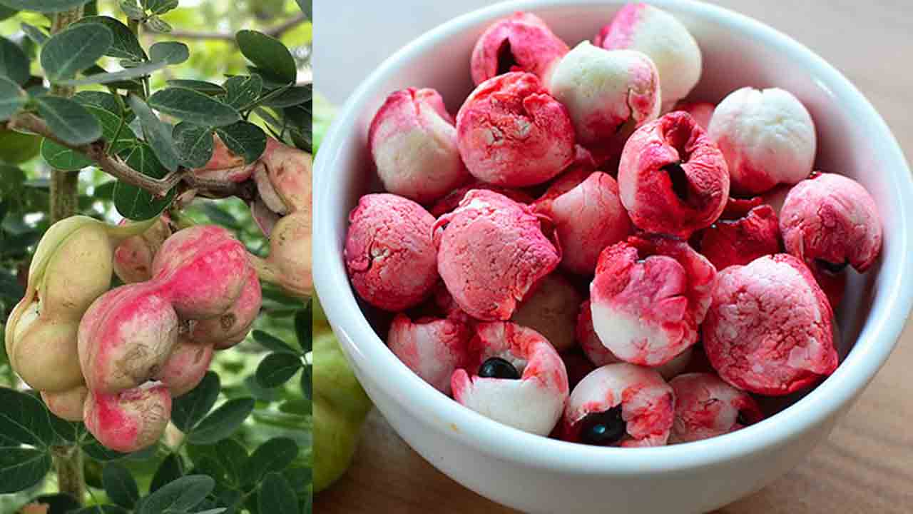 Seema Chinthakaya | సీమచింతతో ఆరోగ్య ప్రయోజనాలు అనేకం.. బరువు తగ్గాలనుకునేవారికి మంచి ప్రత్యామ్నాయం