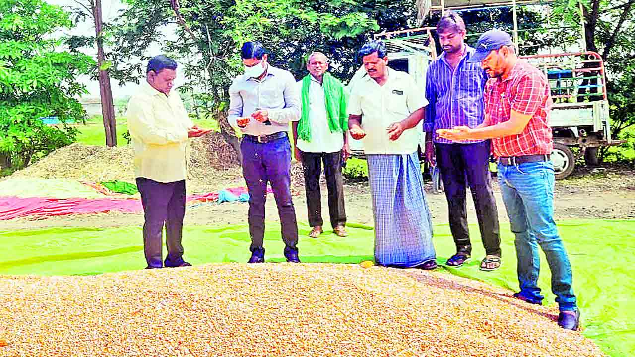 జోరుగా మక్కల కొనుగోళ్లు