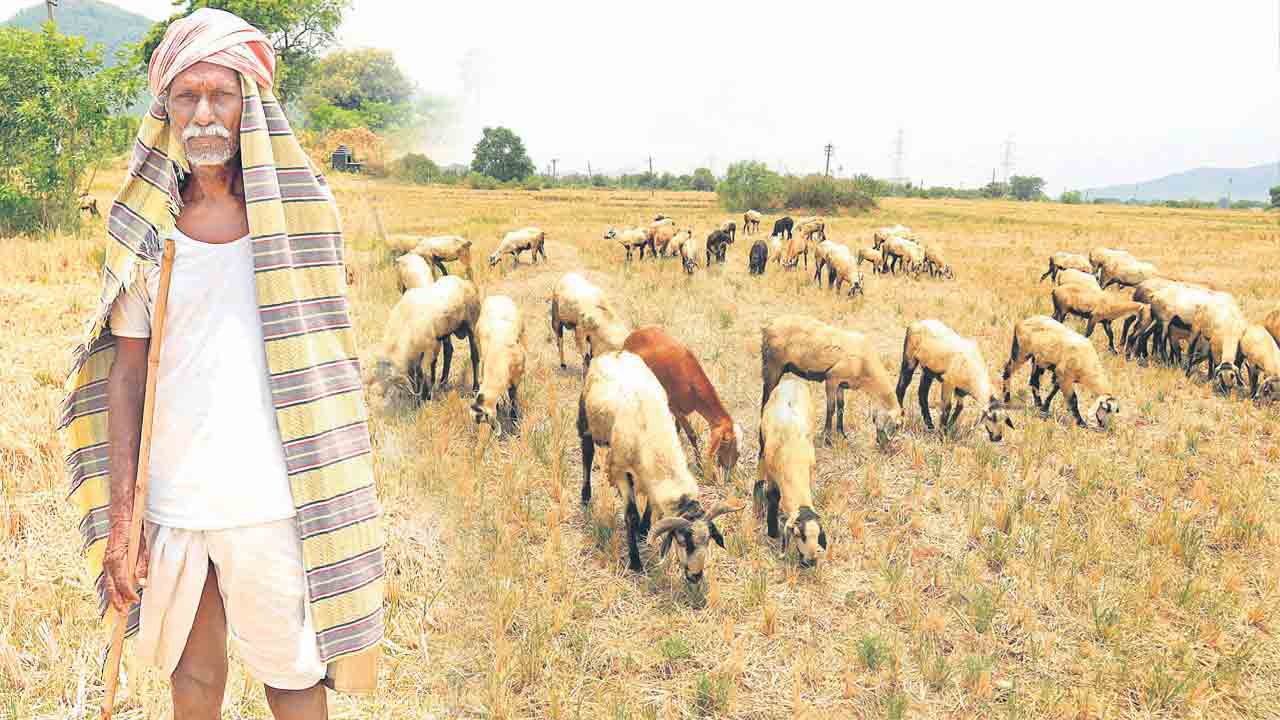 గొల్లకుర్మలకు రెండో విడుత గొర్లు