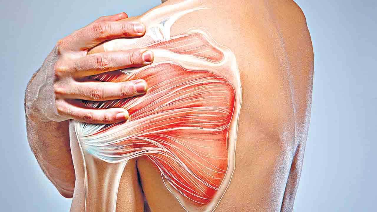 Shoulder Muscles