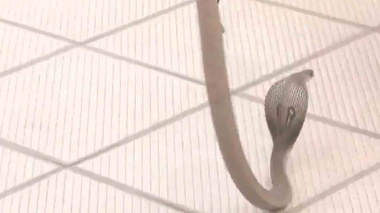 Karnataka | కౌంటింగ్‌ వేళ.. బీజేపీ ఆఫీసులోకి ప్రవేశించిన పాము