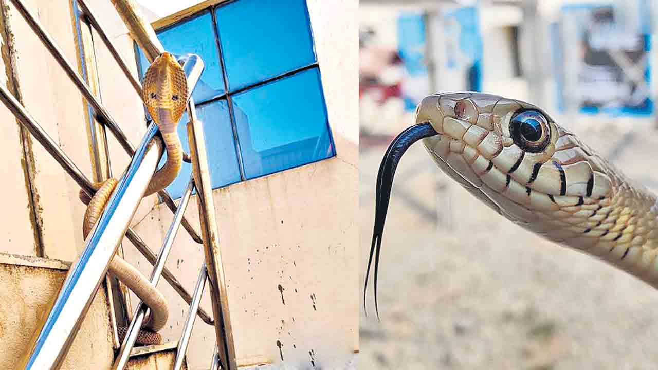 Snakes | మీ ఇంట్లోకి పాము వచ్చిందా? ఈ నంబర్‌కు కాల్‌ చేస్తే వాళ్లే వచ్చి పట్టుకెళ్తారు