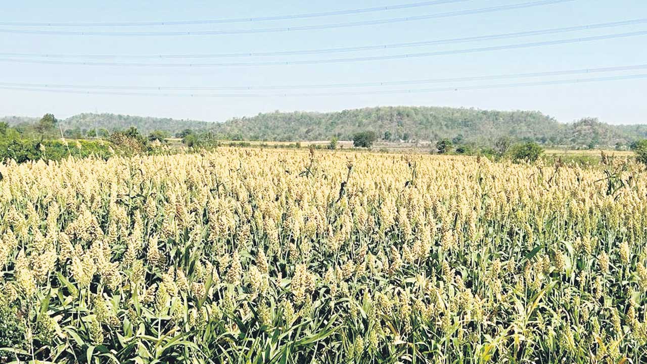 పంట ఉత్పత్తుల కొనుగోలుకు సర్కారు పచ్చజెండా