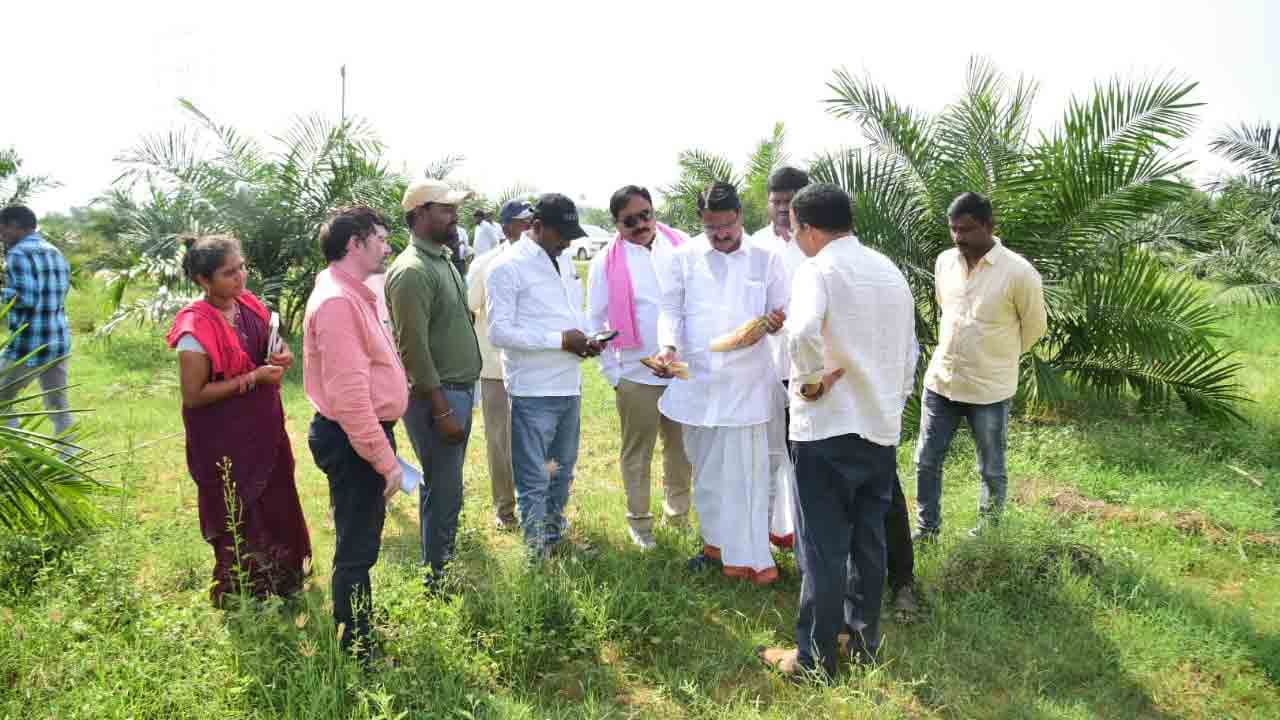 Telangana Ministers | ఎర్రబెల్లి వ్యవసాయ క్షేత్రంలో ఆయిల్‌ పామ్‌ సాగు.. పంటను పరిశీలించిన మంత్రి నిరంజన్‌ రెడ్డి