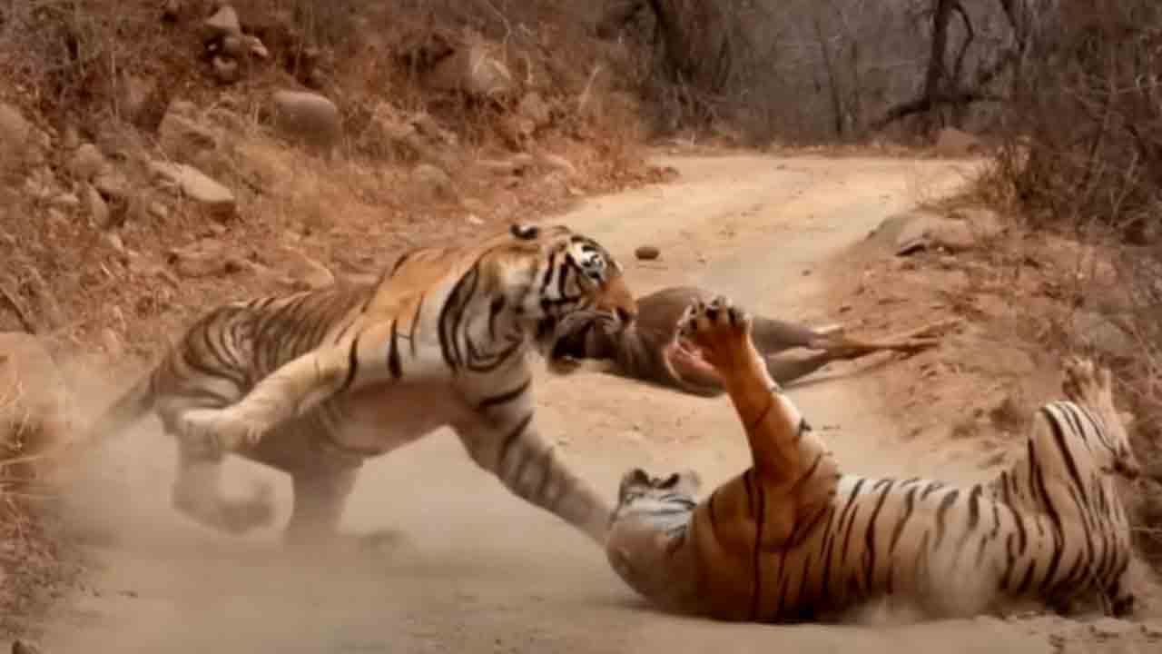 Viral Video | ఆహారం కోసం రెండు పులల మధ్య ఘర్షణ.. చివరకు ఏమైందంటే..?