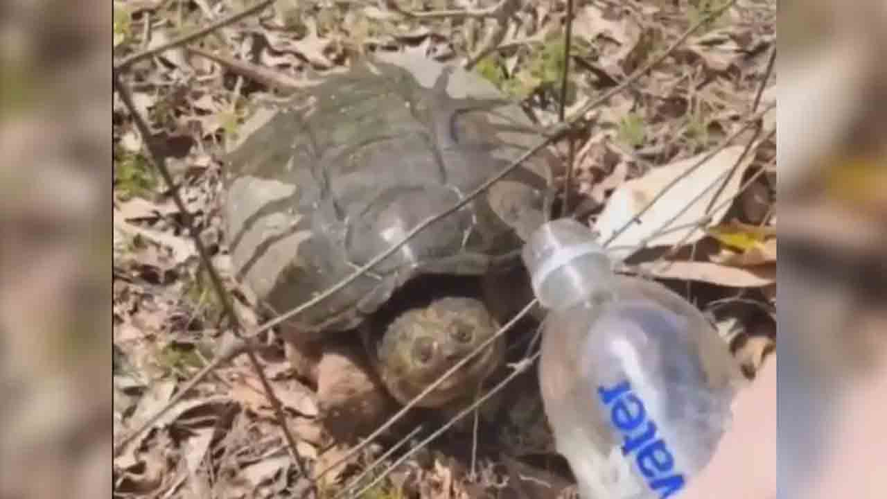 Watch | తాబేలుకు తాగు నీరిచ్చిన మహిళ.. అది ఏం చేసిందో చూస్తే షాకవుతారు