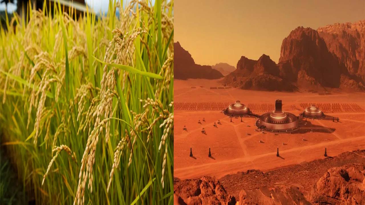 Rice on Mars: మార్స్ గ్రహంపై వరి పంట.!