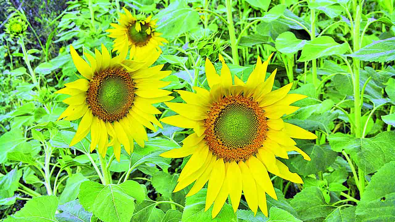 పంట మారుద్దాం.. దిగుబడి పెంచుదాం