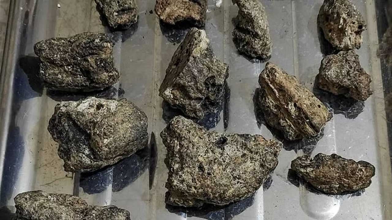 Whale Vomit | రూ.31.6కోట్ల విలువైన తిమింగళం వాంతి పట్టివేత..! దీనికి ఎందుకంత డిమాండ్‌ ఎందుకో తెలుసా..?