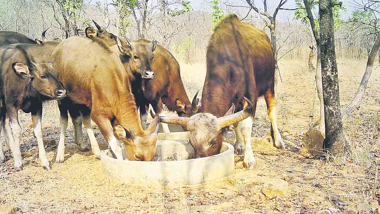 వన్యప్రాణుల దాహం తీరేలా..