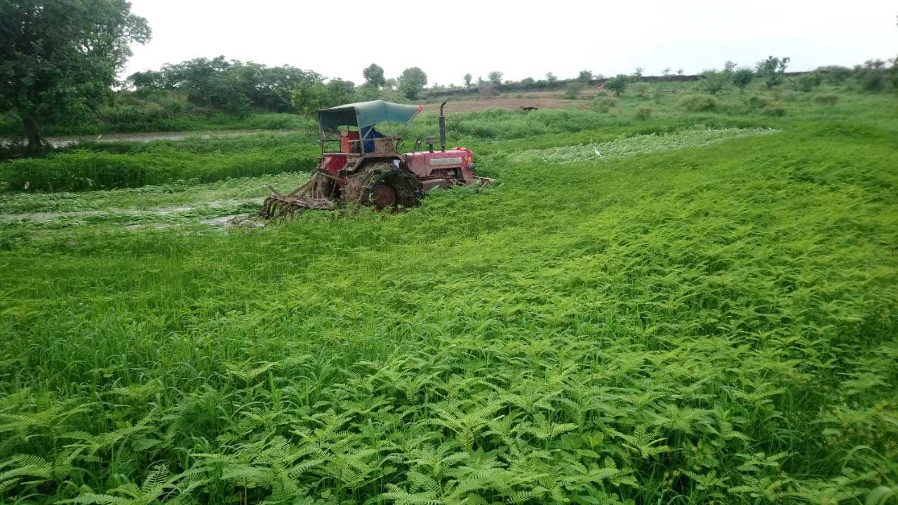 పచ్చిరొట్ట విత్తనాలకు 65 శాతం సబ్సిడీ