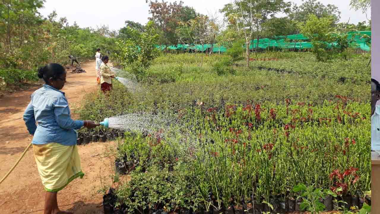 అడవుల పెంపునకు కార్యాచరణ