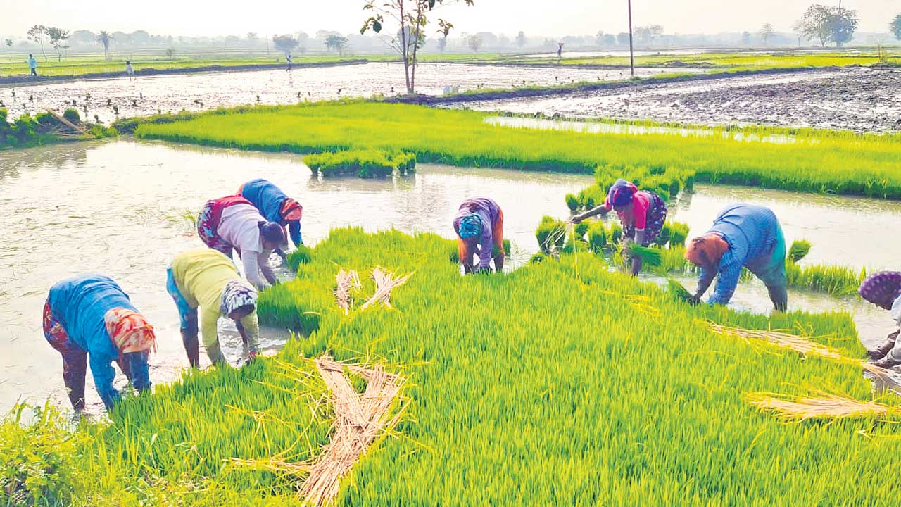 బలమైన నారు..  దిగుబడులు జోరు