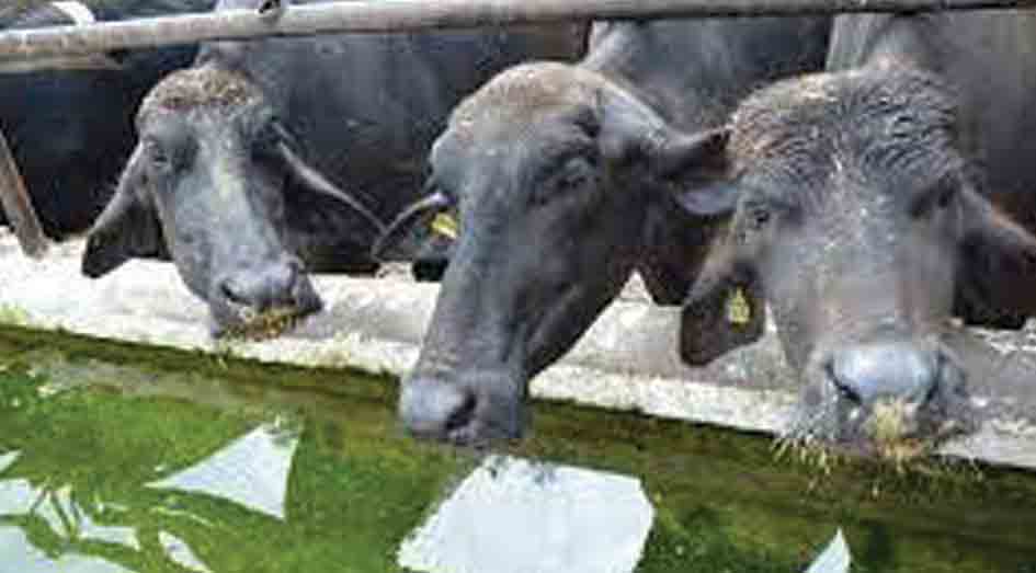 పాడి పశువులను కాపాడుకుందాం..