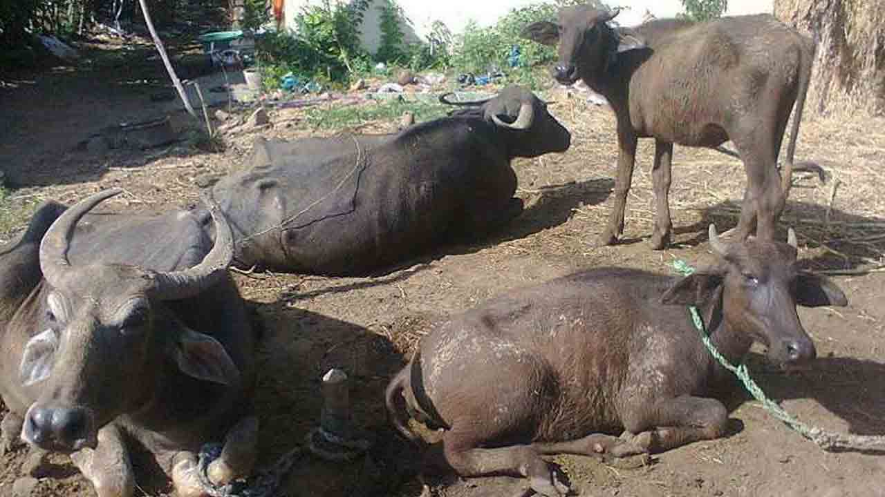 నల్లగొండ పాడికి వడదెబ్బ