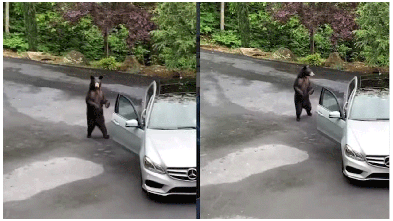 viral video | కారు డోర్ ఓపెన్ చేసిన ఎలుగుబంటి..మరుక్షణంలో ఏం జరిగిందంటే..!