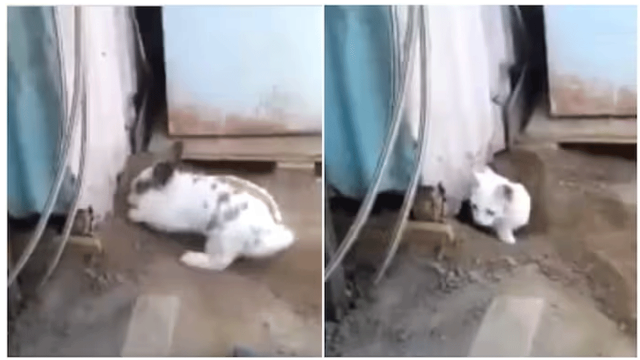 Viral Video | పిల్లిని కాపాడిన కుందేలు..ఏం చేసిందంటే..!