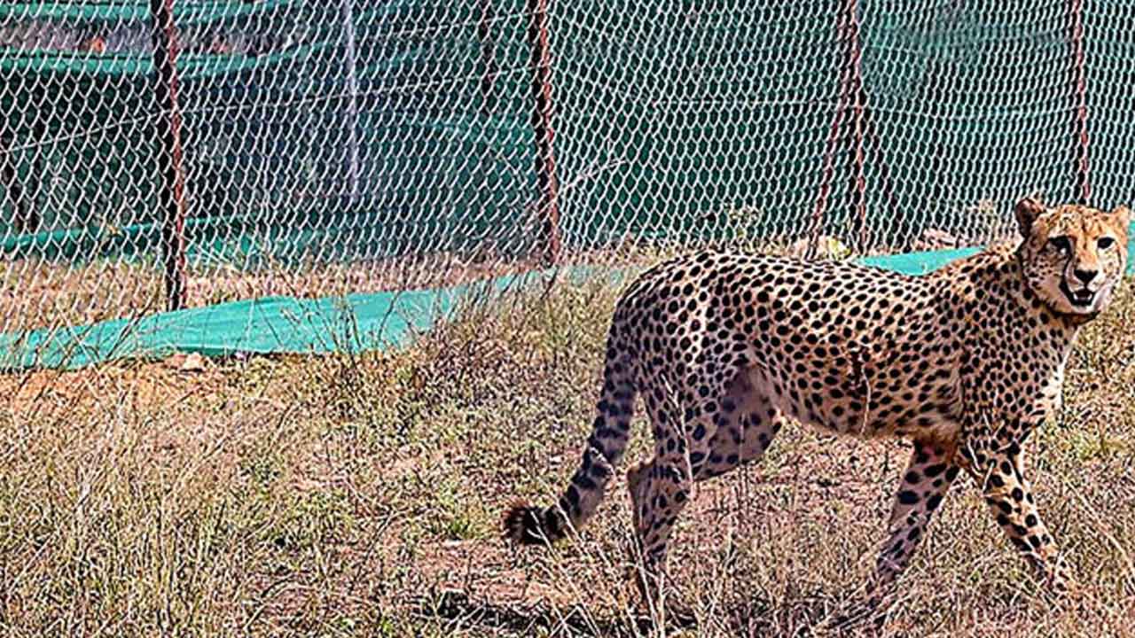 చీతా ప్రాజెక్టు పర్యవేక్షణకు కమిటీ