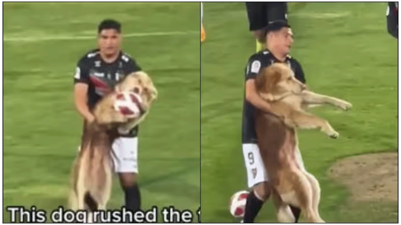 Viral Video | ఫుట్‌బాల్ మైదానంలోకి దూసుకొచ్చి బంతిని నోట‌క‌రుచుకున్న కుక్క‌..ఆపై ఏమైందంటే..!