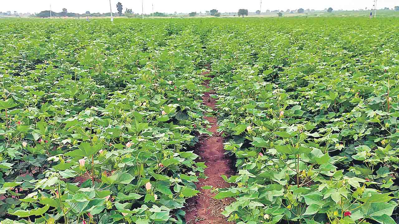 Cotton |  నల్లగొండ జిల్లా రైతుల వినూత్న ప్రయోగం.. యాసంగిలోనూ పత్తి సాగు!