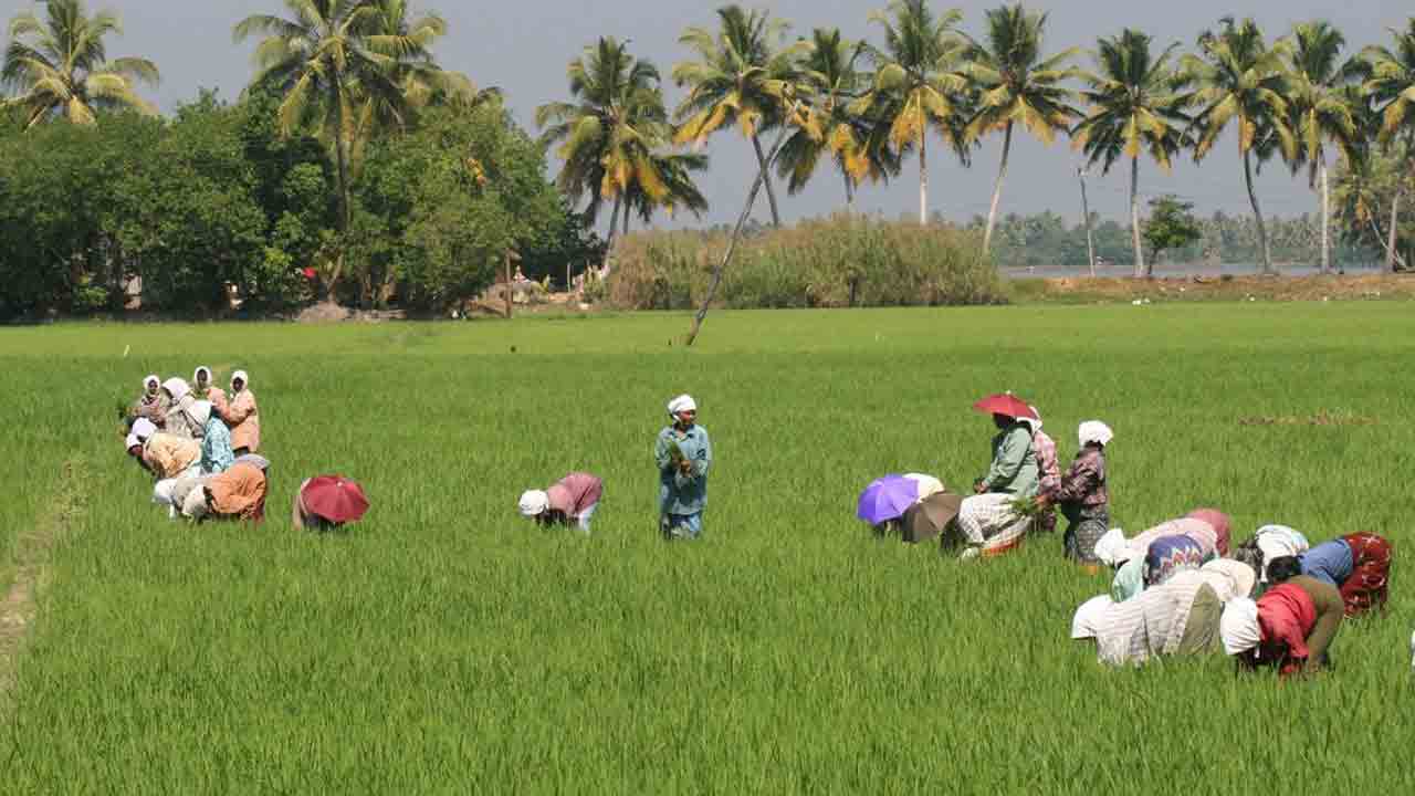Paddy |  వడగండ్లకు ముందే కోతలు కావాలి.. రైతులకు అవగాహన కల్పించేలా వ్యవసాయ శాఖ చర్యలు