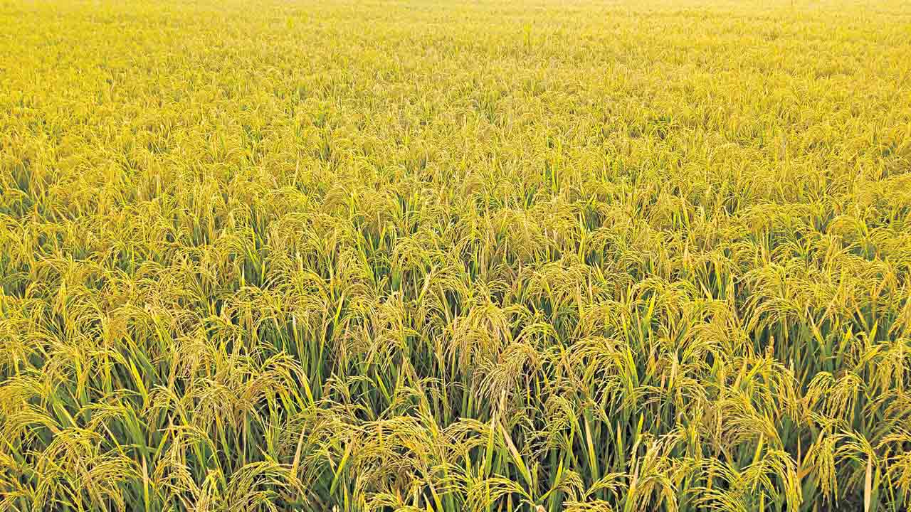 నూక శాతం తగ్గించేలా…