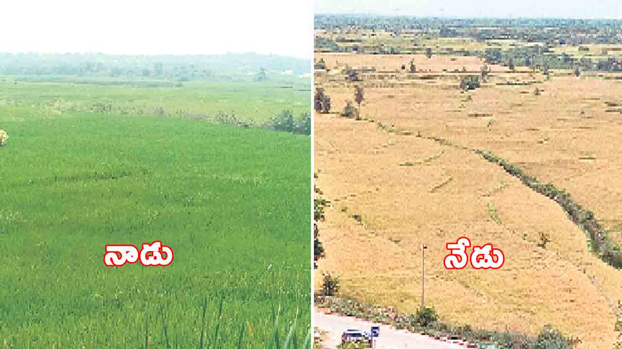 పచ్చని పైరు.. పసుపు వర్ణంగా..