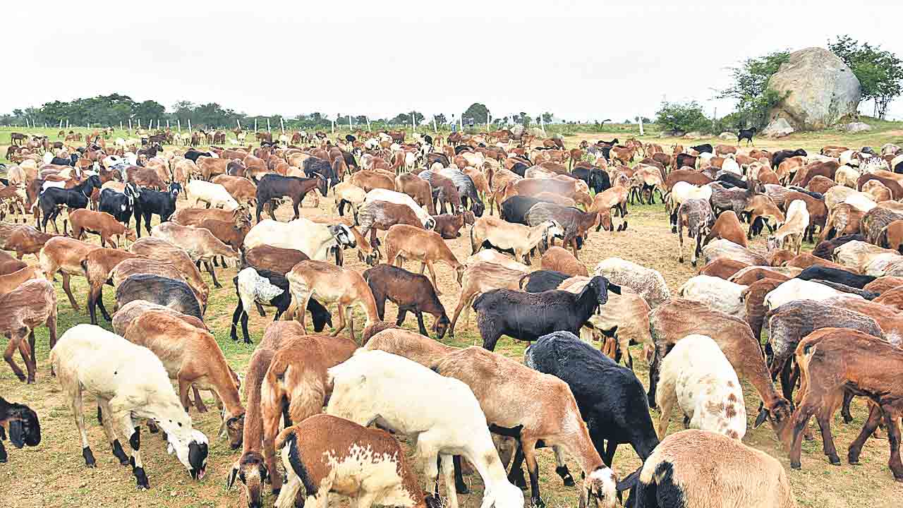 దోపిడి దొంగల బీభత్సం.. కానిస్టేబుల్‌పై కత్తులతో దాడి, 30 గొర్రెలు అపహరణ