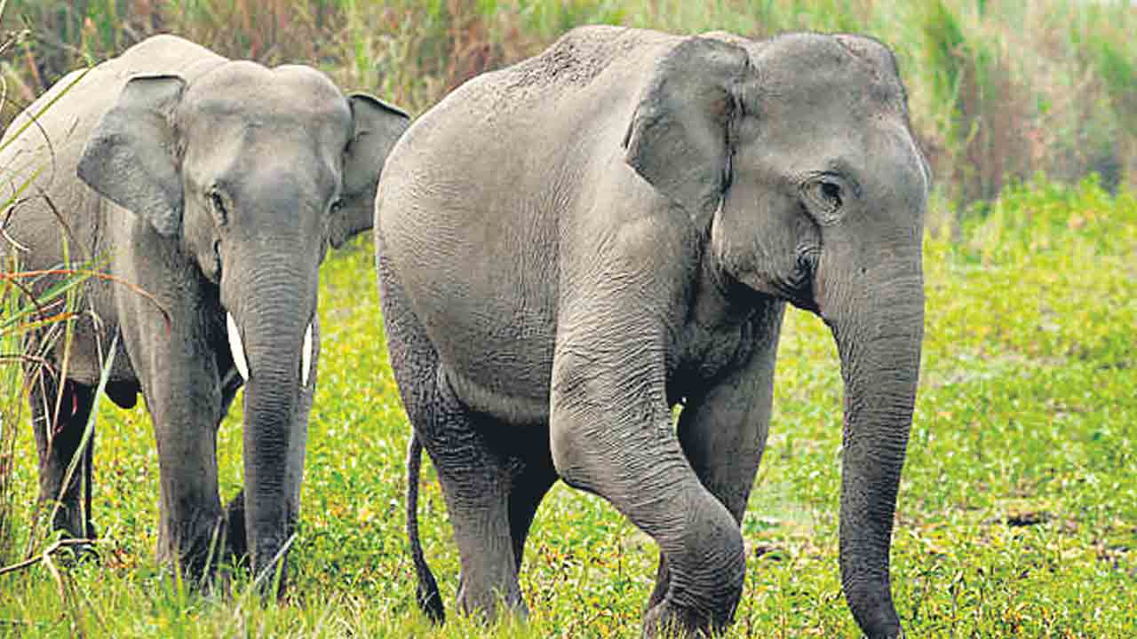 17 నుంచి గజరాజుల గణన