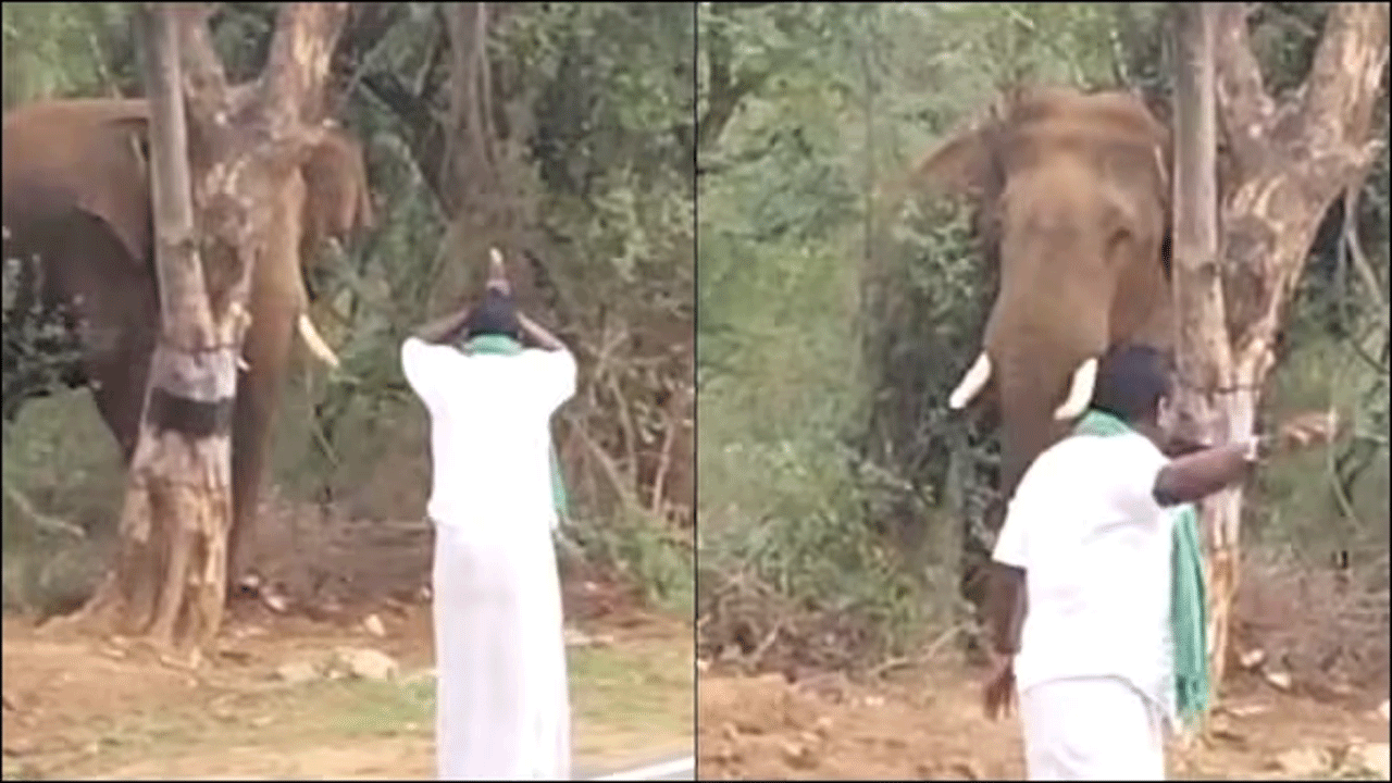 Viral Video | ఏనుగుకు ఎదురెళ్లి ఆ వ్య‌క్తి చేసిన ప‌నికి షాక్‌..ఓ రేంజ్‌లో విరుచుకుప‌డిన నెటిజ‌న్లు