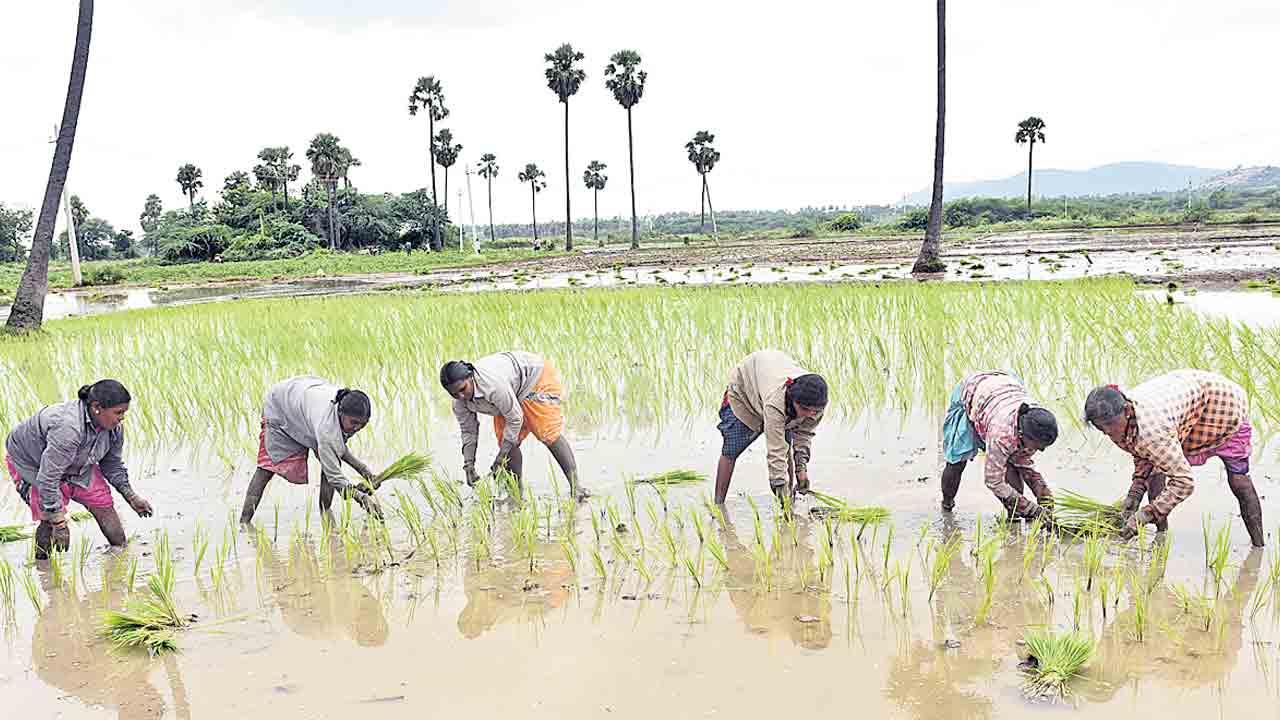 Agriculture |  వ్యవసాయ సీజన్‌ నెల జరిపితే ప్రకృతి వైపరీత్యాలకు చెక్‌.. చినుకు కోసం ఎంతోకాలం వేచి చూడాల్సిన పనే ఉండదు