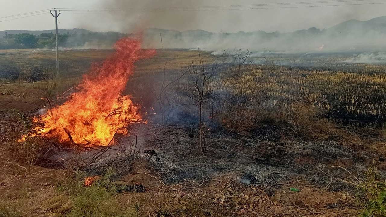 కొయ్యకాలును  కాలిస్తే ముప్పే
