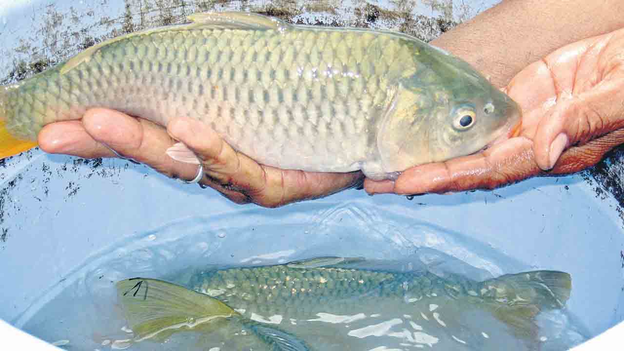 400 కోట్ల చేపలు పంట