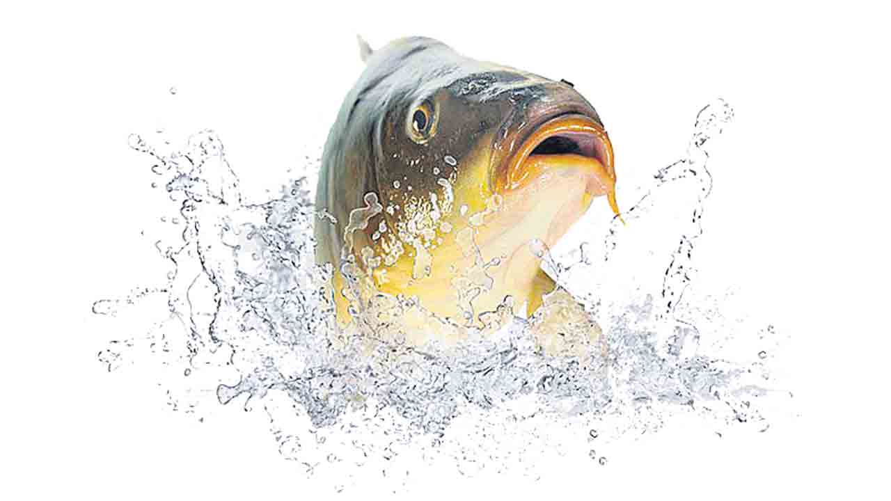 చేపలు జాగ్రత్త!