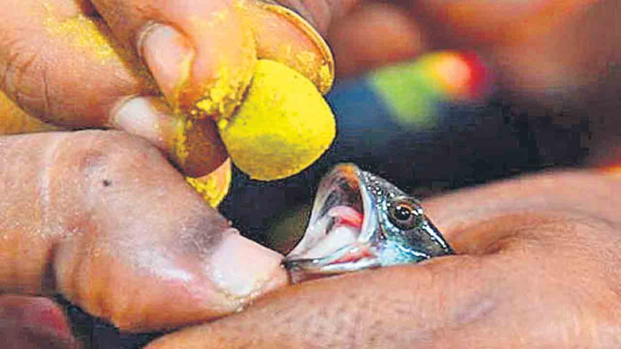 వచ్చే నెల 9న చేప ప్రసాదం పంపిణీ