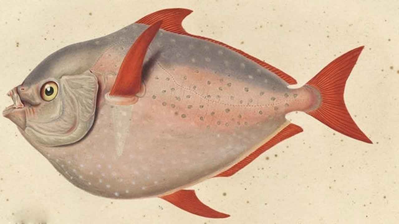 3D print fish |  త్వరలో మార్కెట్‌లోకి 3డీ ప్రింటెడ్‌ చేపలు..