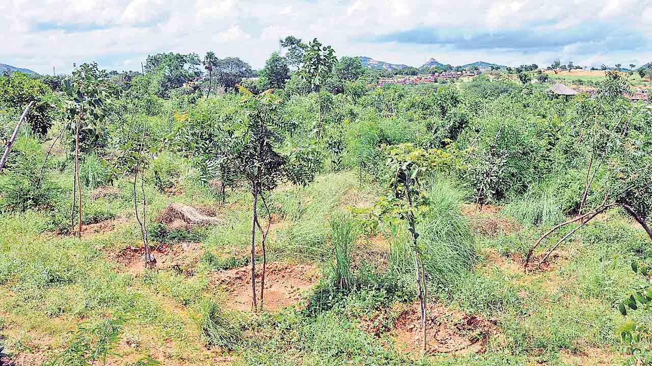 హరిత స్ఫూర్తి అద్భుతం